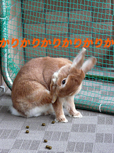 P1160044のコピ