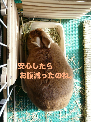 P1090551のコピー