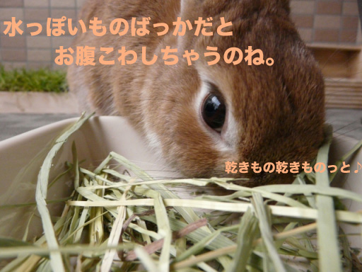 P1090329のコピー
