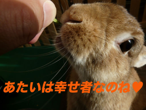 P1130244のコピー