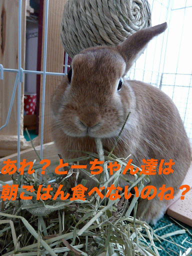 P1110828のコピー