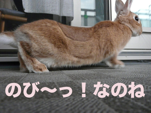 P1050174のコピー