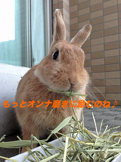 17のコピー