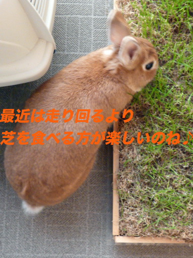 P1100287のコピー