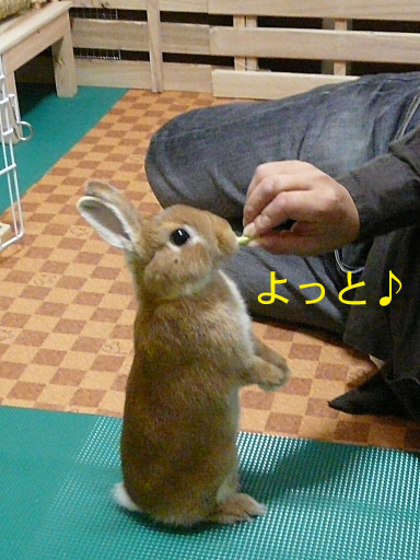 P1070731のコピー