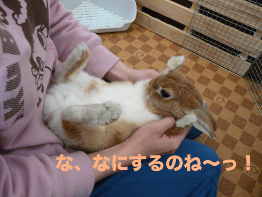 P1090371のコピー