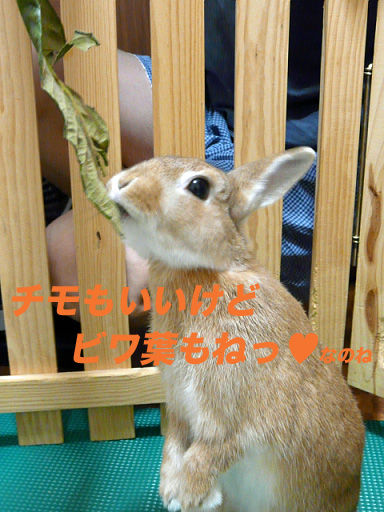 P1110652のコピー