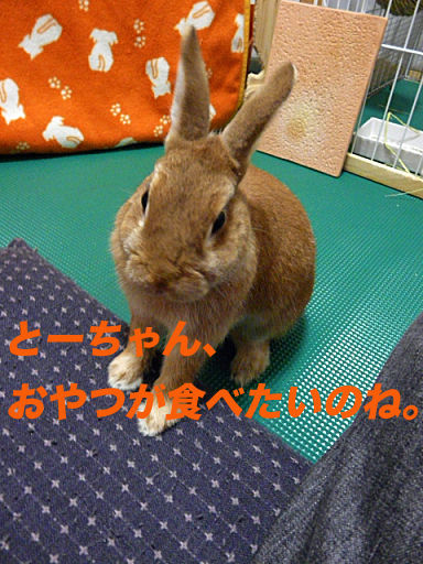 P1130206のコピー