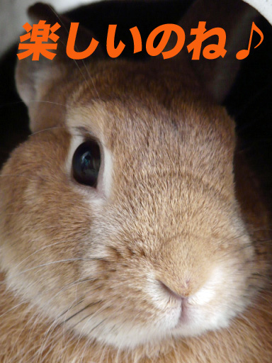 P1100257のコピー