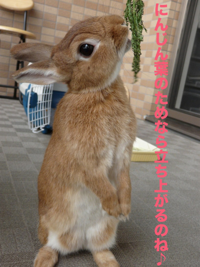 P1030896のコピー