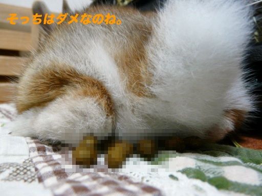 P1140710のコピ