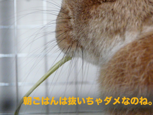 P1090109のコピー