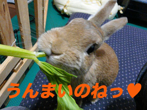 P1150388のコピー