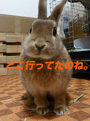 P1150274のコピ