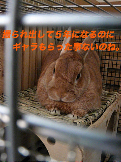 P1150706のコピー