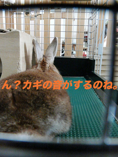 P1110390のコピー