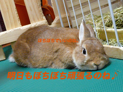 P1100682のコピー