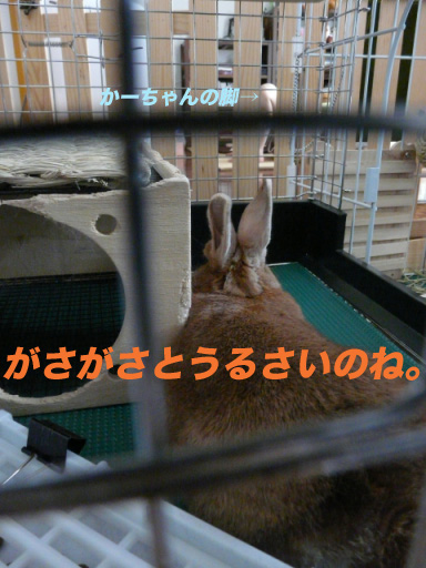 P1110389のコピー