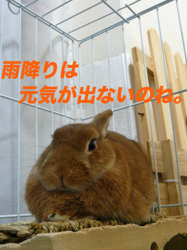 P1100160のコピー