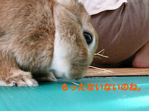 P1160161のコピー