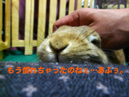 P1150290のコピ