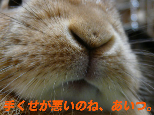P1150189のコピ