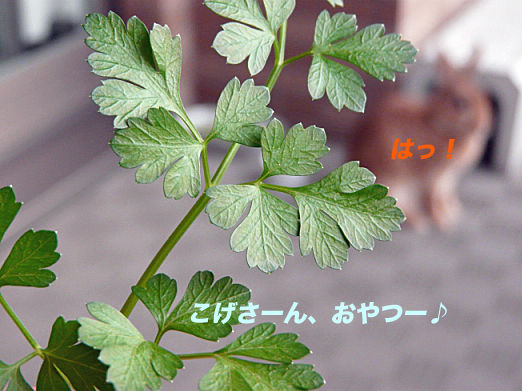 P1150594のコピー