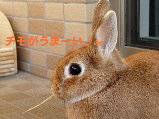 P1120520のコピー