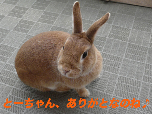 P1100261のコピー
