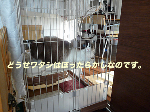 P1160172のコピー