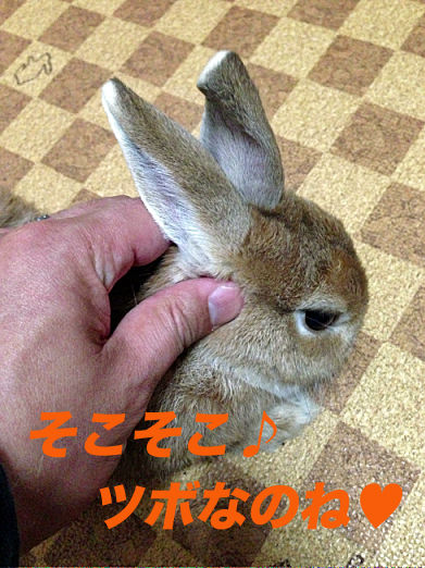 IMG_1173のコピー