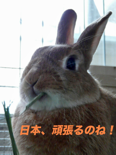 P1100451のコピー