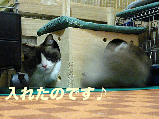 P1150231のコピ
