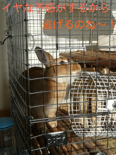 P1070757のコピー