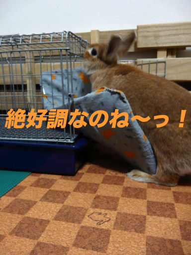 P1150123のコピ