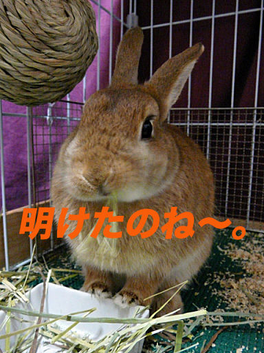 P1130222のコピー