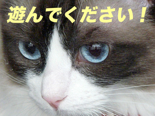 P1130864のコピ