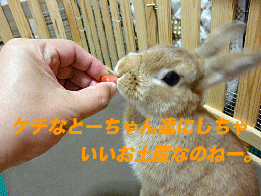 P1140941のコピ