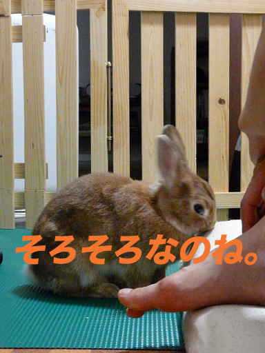 P1110323のコピー