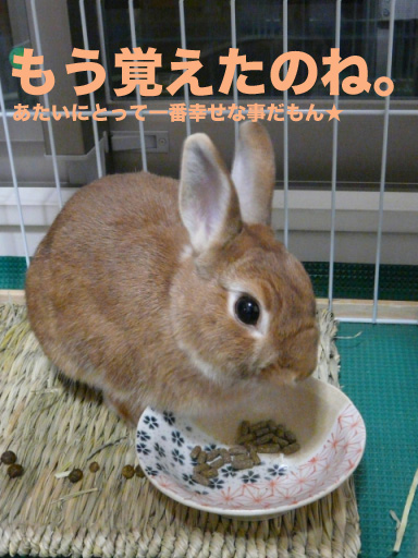 P1090535のコピー