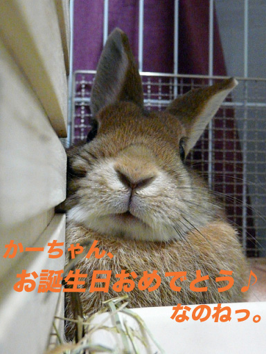 P1110428のコピー