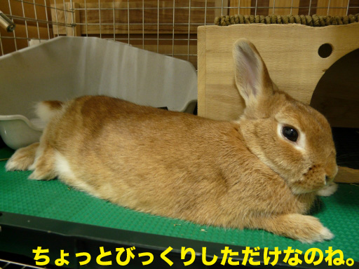 P1060698のコピー