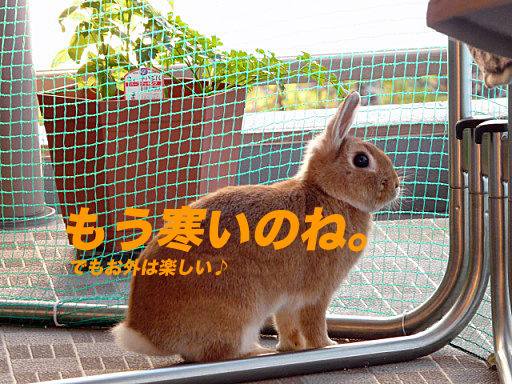 P1140971のコピ