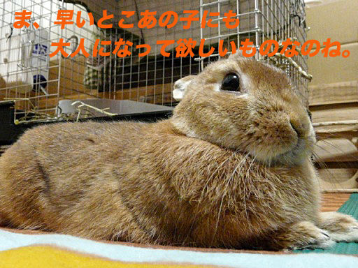 P1150194のコピ