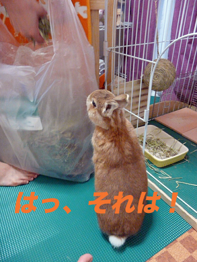 P1110437のコピー