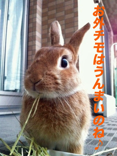 IMG_6358のコピ
