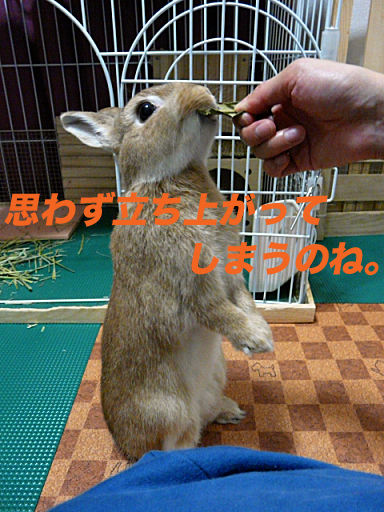 P1120226のコピー