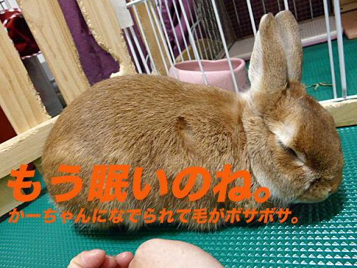 P1130075のコピー