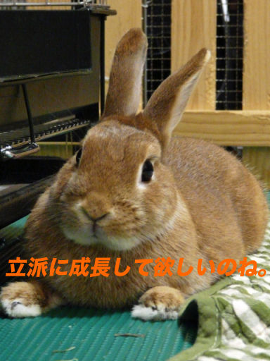 P1130963のコピ