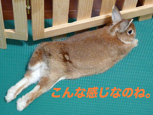 P1110181のコピー